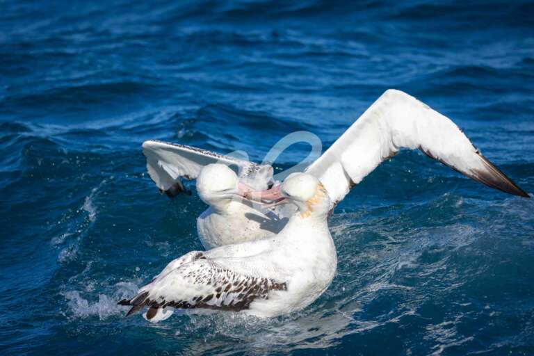 Streitende Albatrosse