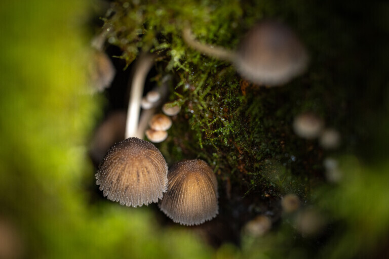 Herbstpilze im Schwarzwald