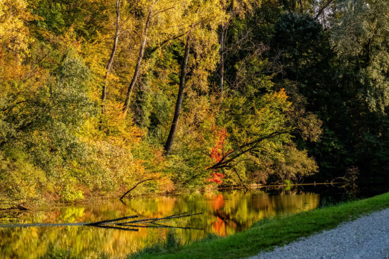 Herbstlicher Altrhein