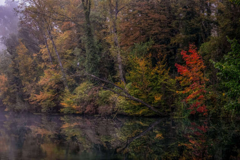 Indian Summer am Altrhein