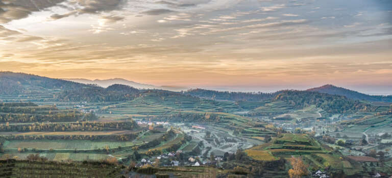 Rebterrassen am Kaiserstuhl
