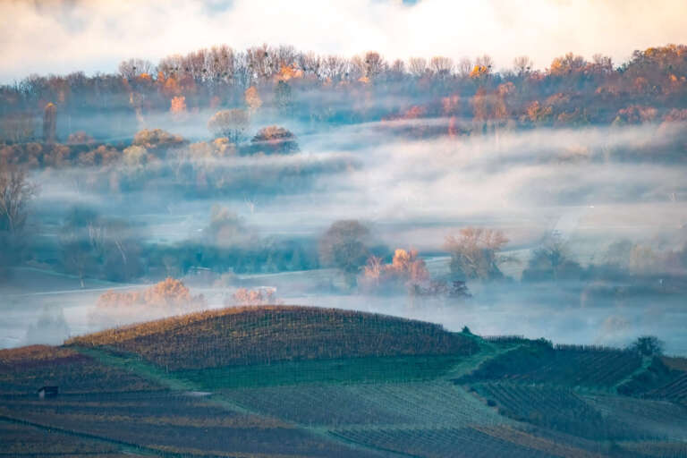 Nebelschwaden im Weinberg