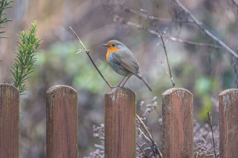 Rotkehlchen im Winter
