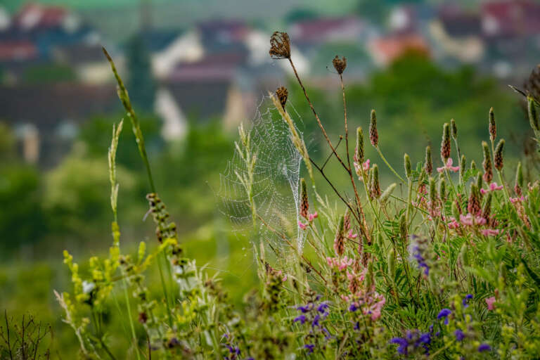 Spinnennetz in Pflanzen