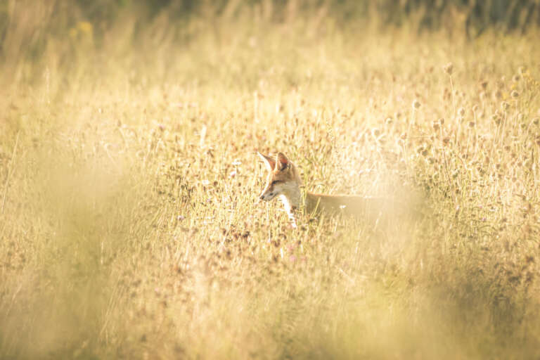 Junger Fuchs auf der Jagd