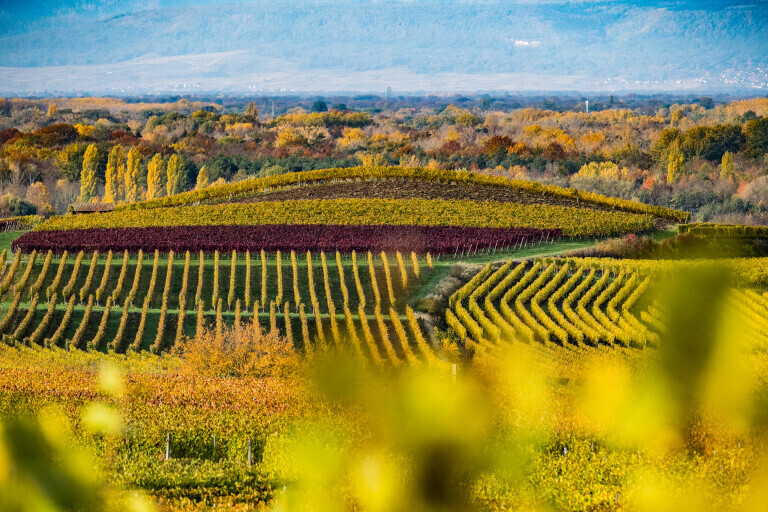 Weinberg im Herbst