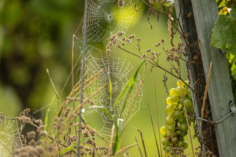 Spinnennetz und Traube