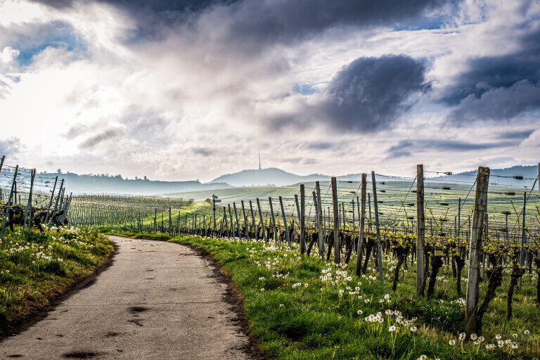 Frühling im Weinberg