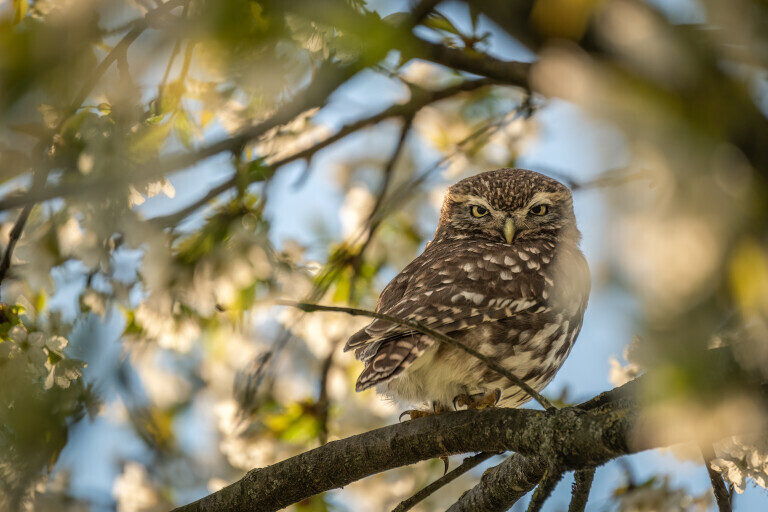 Steinkauz im Kirschbaum