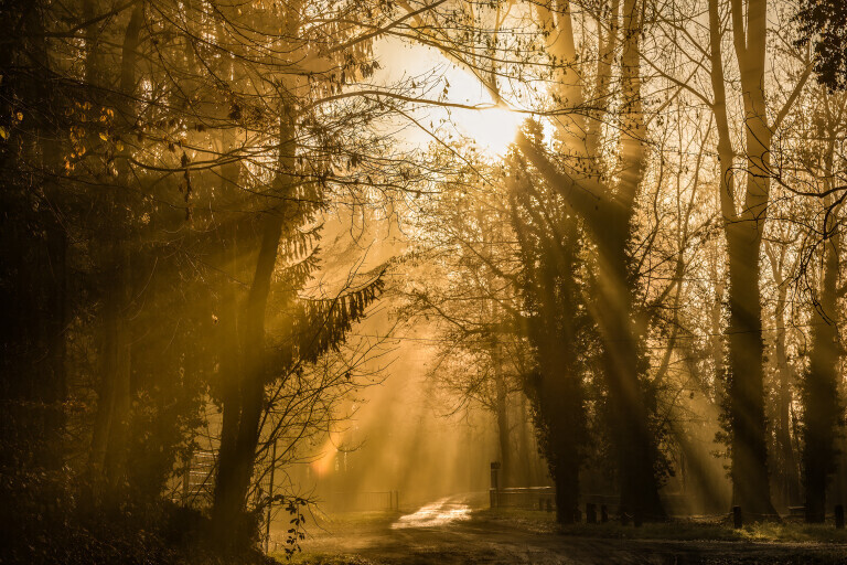 Goldener Sonnenaufgang im Wald