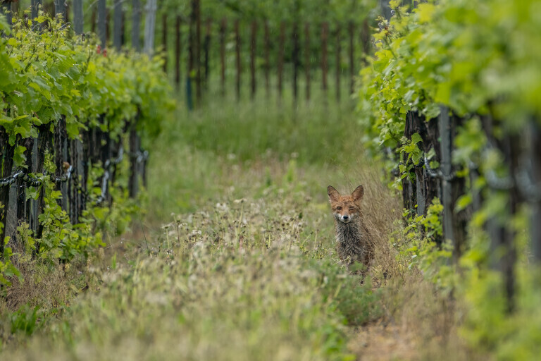 Fuchs in den Reben