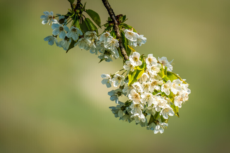 Kirschblüten