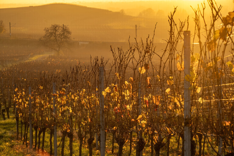 Novembersonne - Reben im HErbst am Kaiserstuhl im goldenen Licht