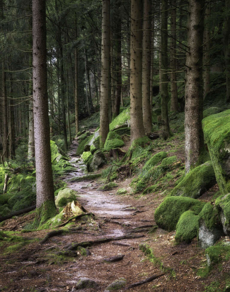 Mystischer Schwarzwald