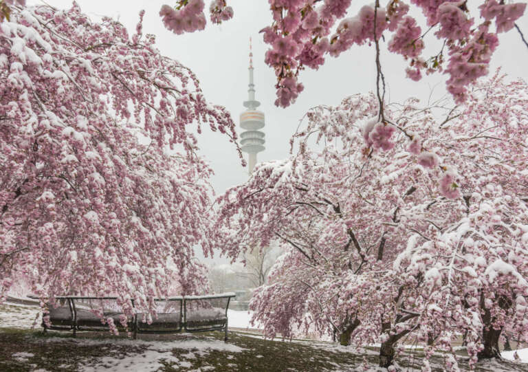 Sakura im Olympiapark