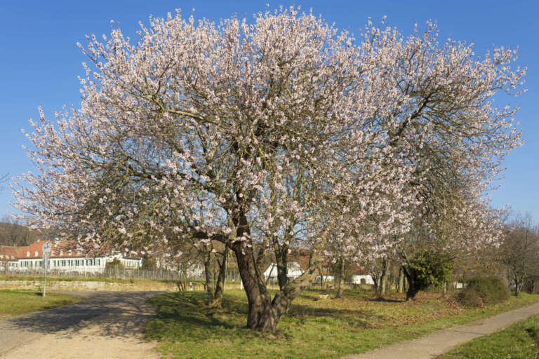 Blühender alter Mandelbaum in Gimmeldingen