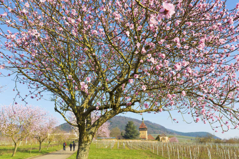 Blühender Mandelbaum beim Geilweilerhof