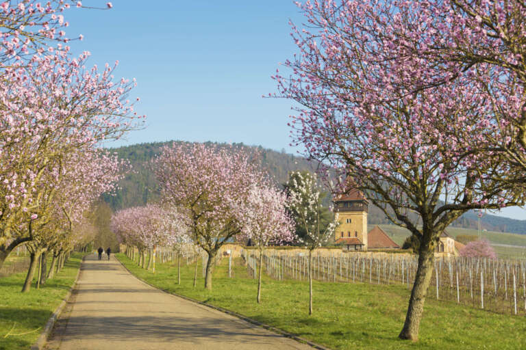 Mandelblüte beim Geilweilerhof