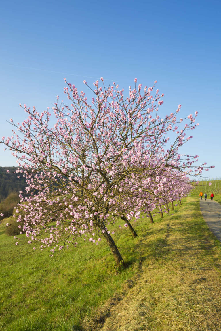 Blühende Mandelbäume – Hochformat