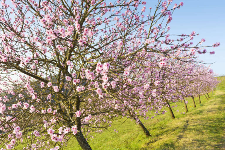 Rosa blühende Mandelbäume