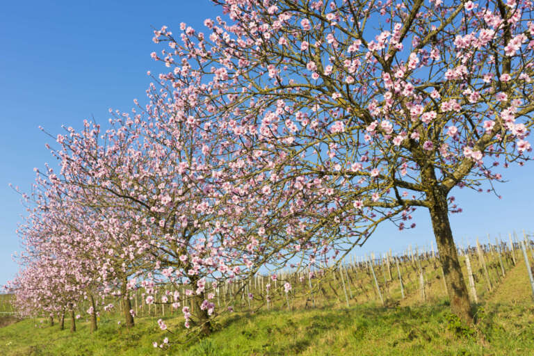 Blühende Mandelbäume
