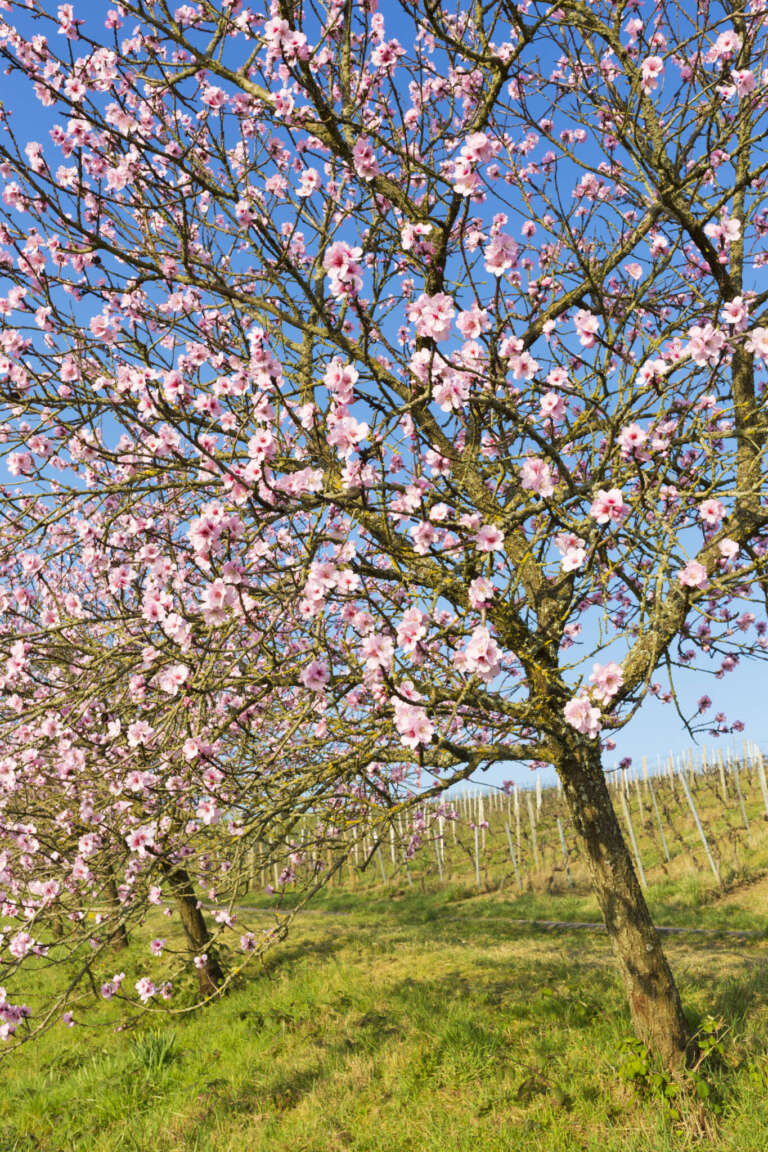 Mandelblüte in Gleiszellen-Gleishorbach