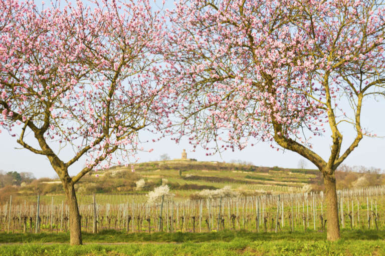 Blühende Mandelbäume vor dem Flaggenturm