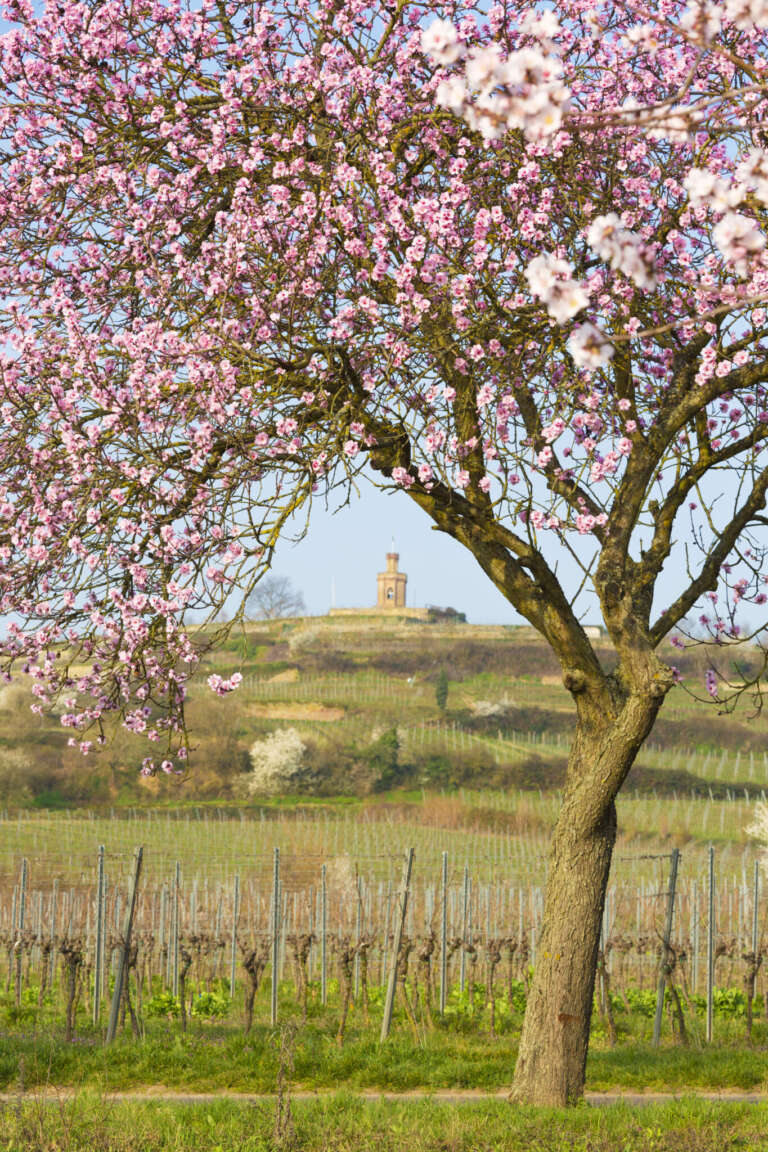 Blühender Mandelbaum vor Flaggenturm