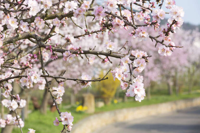 Die Neubergstraße in Gimmeldingen mit blühenden Mandelbäumen