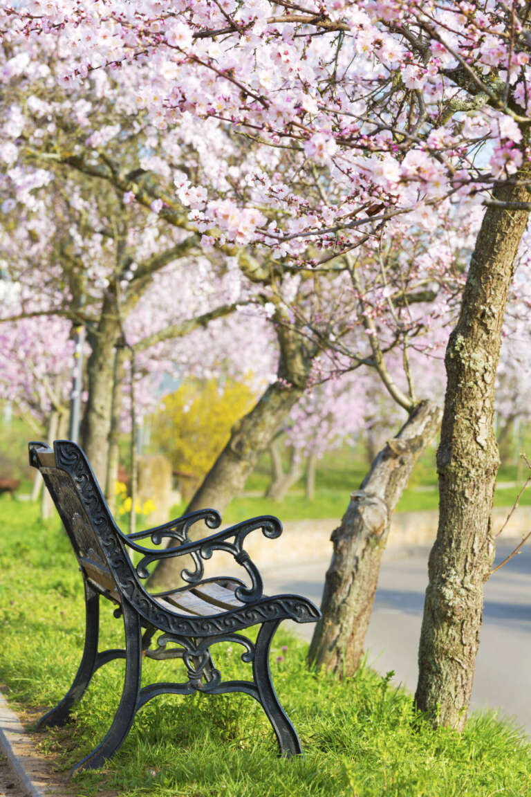Parkbank unter blühenden Mandelbäumen