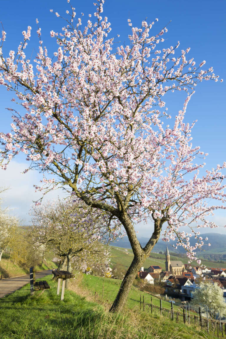 Blühende Mandelbaum über Birkweiler