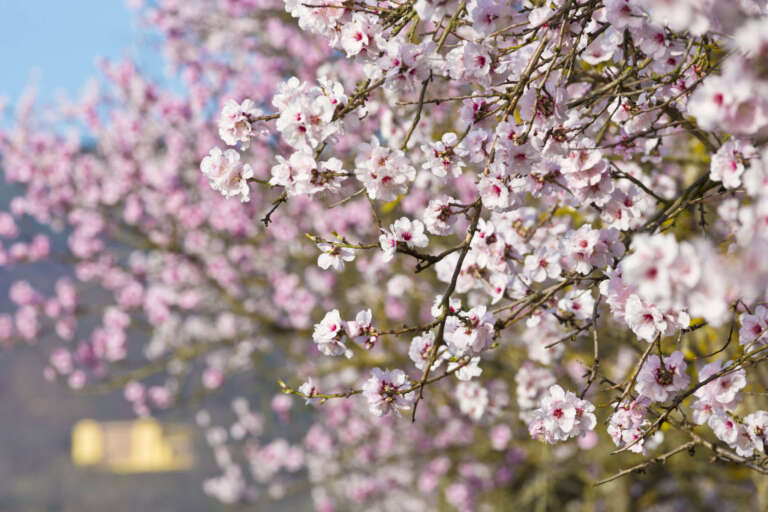 Mandelblüten vor Villa Ludwigshöhe