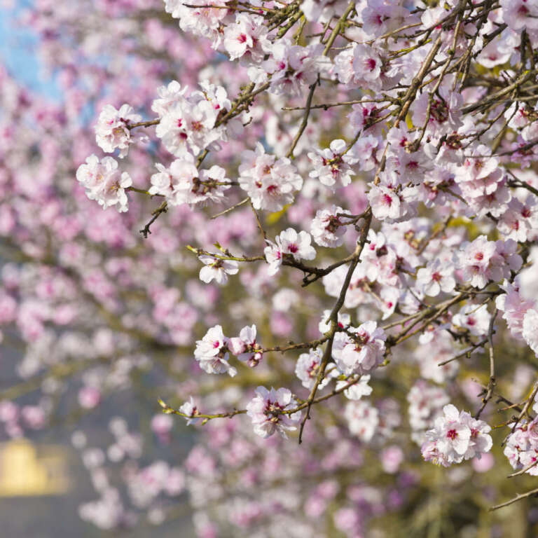 Mandelblüten vor Villa Ludwigshöhe