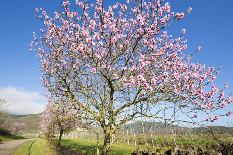 Blühender Mandelbaum im Hintergrund Villa Luwigshöhe