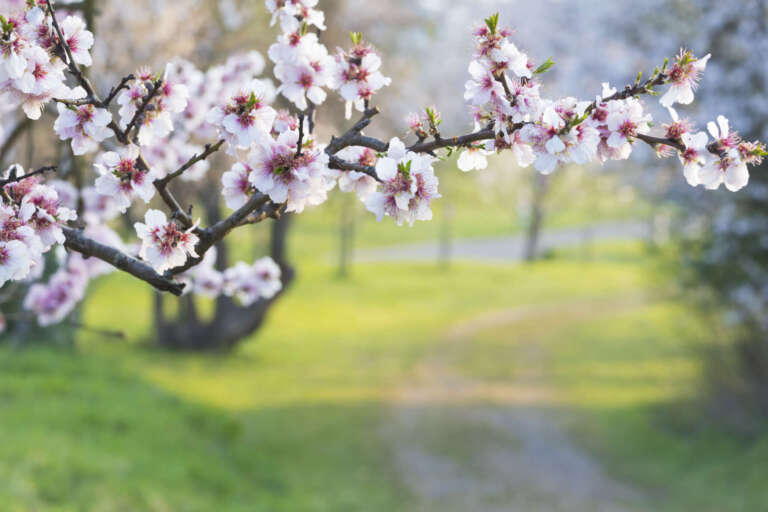 Mandelblüten am Mandellehrpfad in Gimmeldingen
