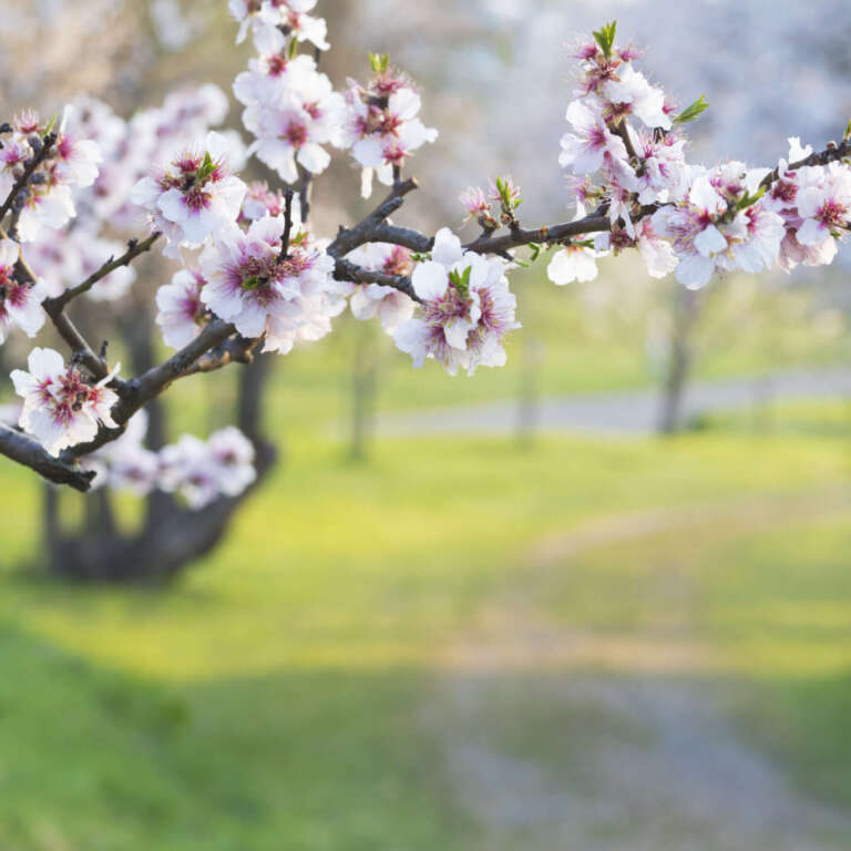 Mandelblüten am Mandellehrpfad in Gimmeldingen