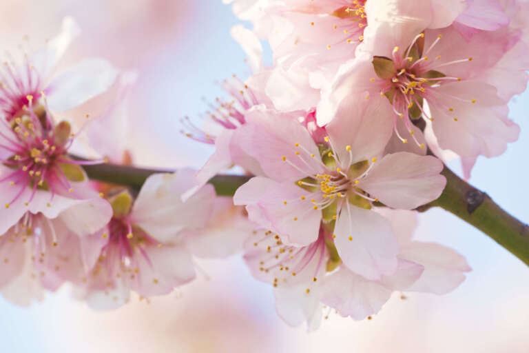 Rosa Mandelblüten in Gimmeldingen