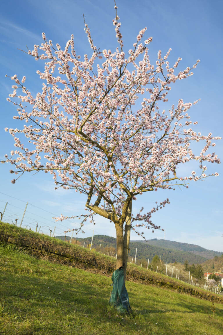Blühender Mandelbaum in den Weinbergen von Gimmeldingen