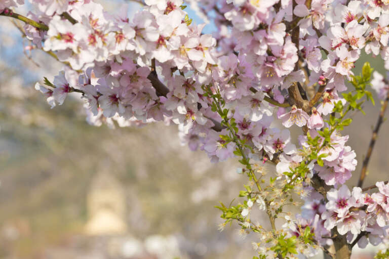 Mandelblüten – im Hintergrund unscharf der Kirchturm von Gimmeldingen
