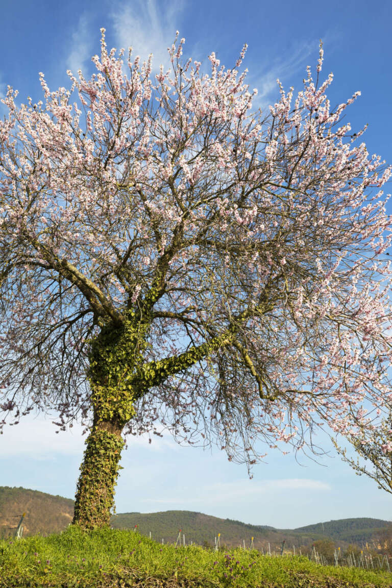 Alter blühender Mandelbaum