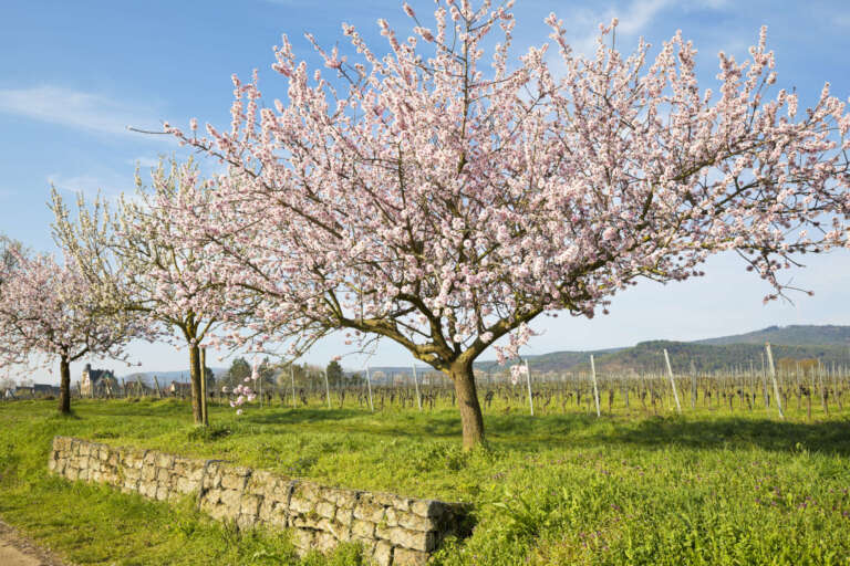 Reihe von blühenden Mandelbäumen in den Weinbergen