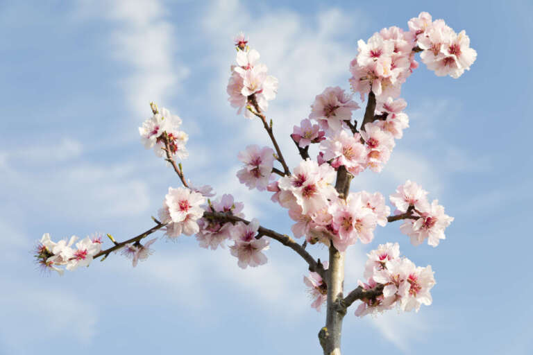 Mandelblüten vor blauem Himmel mit Wolken