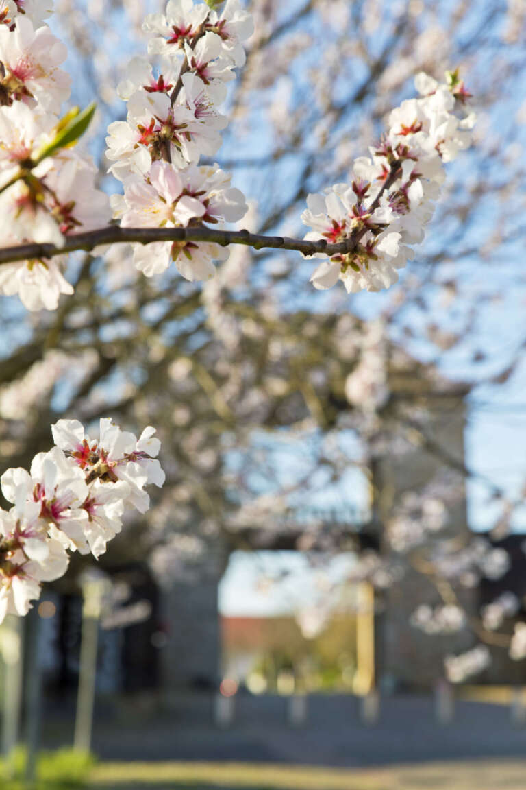 Mandelblüte am Deutschen Weintor