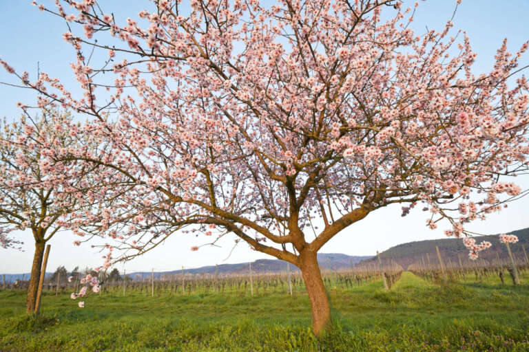 Blühender Mandelbaum in der Morgensonne