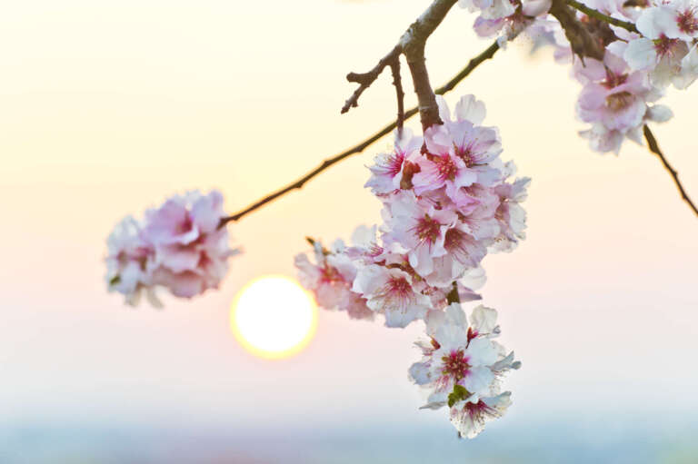 Mandelblüten bei Sonnenaufgang