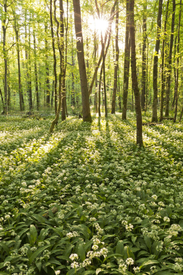 Sonnenstrahlen auf Bärlauchblüten