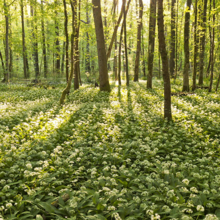 Sonnenstrahlen auf Bärlauchblüten