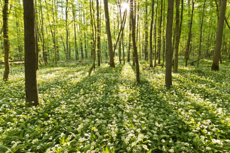Bärlauchblüte im Sonnenlicht