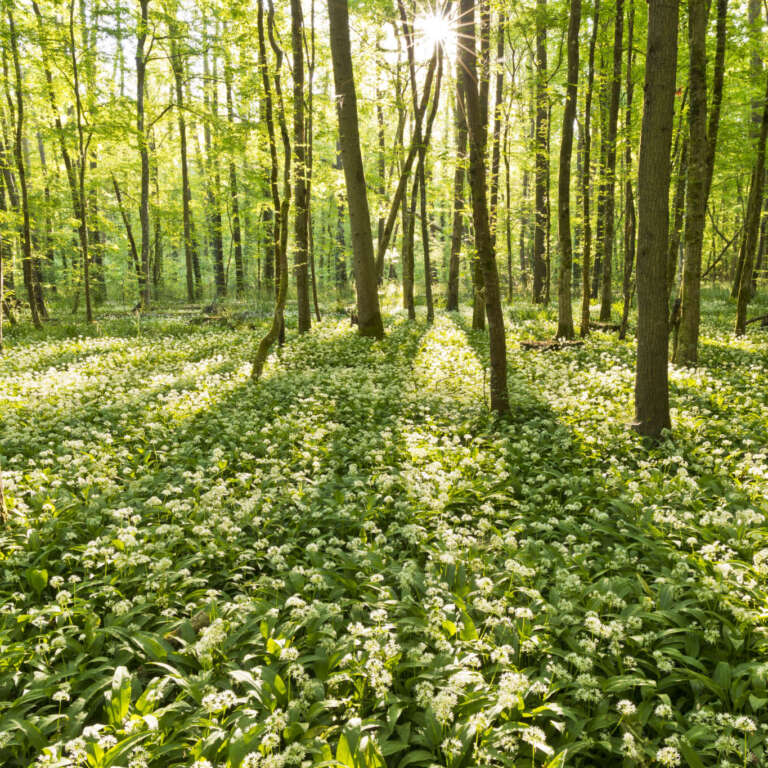 Bärlauchblüte im Sonnenlicht