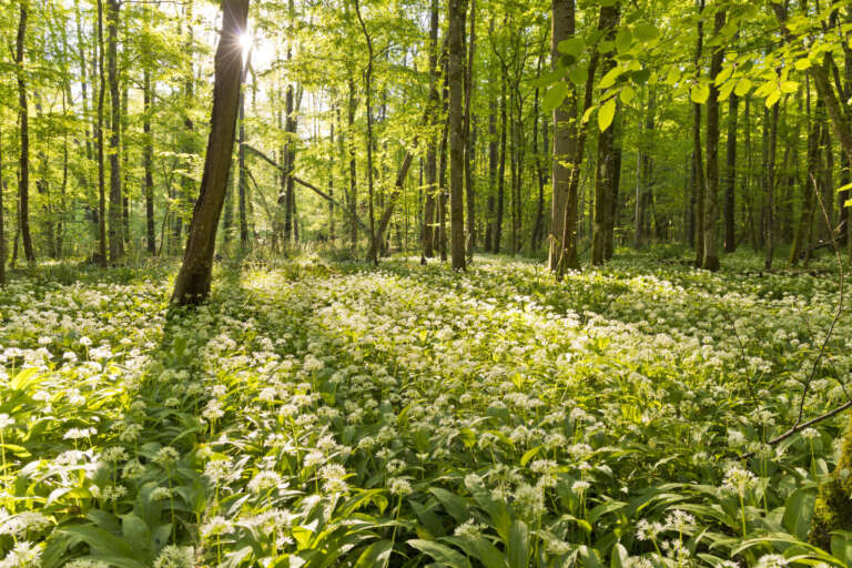Bärlauchblüte im Bienwald